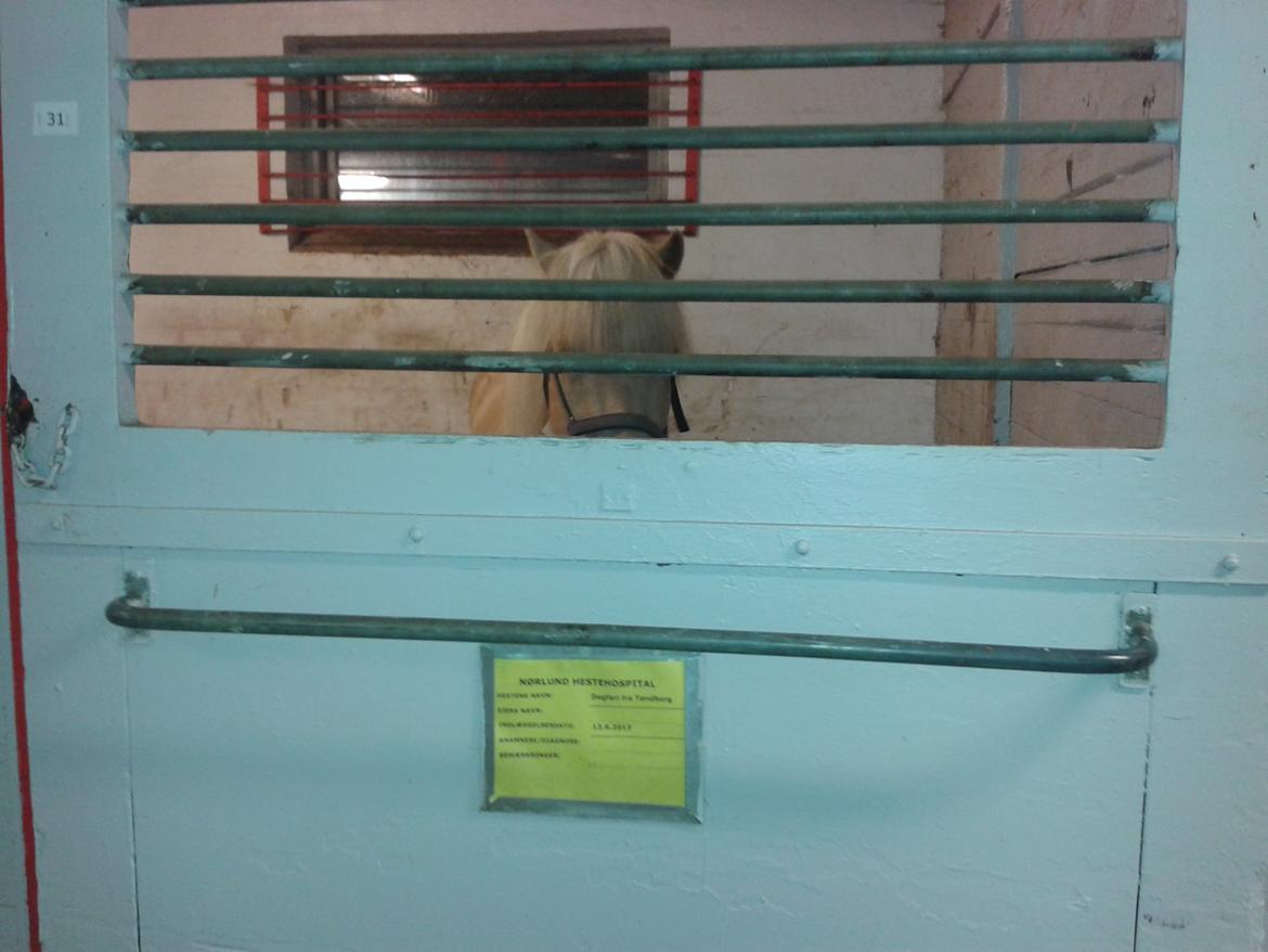 Islænder dagfari fra tøndborg - ny kastreret. han var klaphingst og skulle i fuld narkose. stakkels hyp billede 23