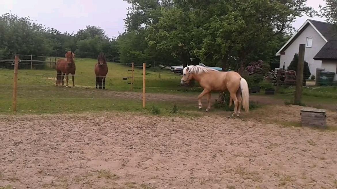 Islænder dagfari fra tøndborg - en tur på ridebanen billede 24