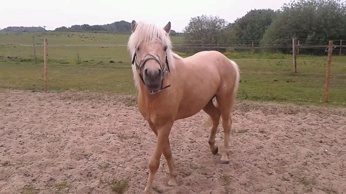 Islænder dagfari fra tøndborg - en tur på ridebanen billede 1