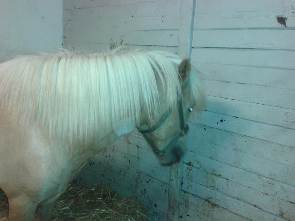 Islænder dagfari fra tøndborg - ny kastreret. han var klaphingst og skulle i fuld narkose. stakkels hyp billede 26