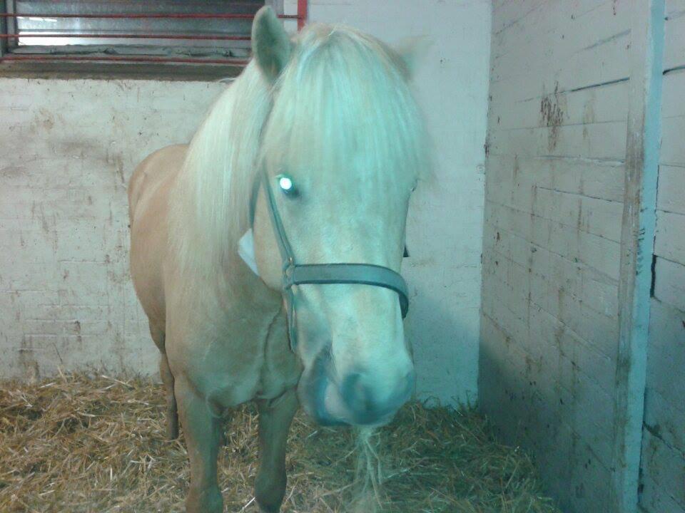 Islænder dagfari fra tøndborg - ny kastreret. han var klaphingst og skulle i fuld narkose. stakkels hyp billede 27