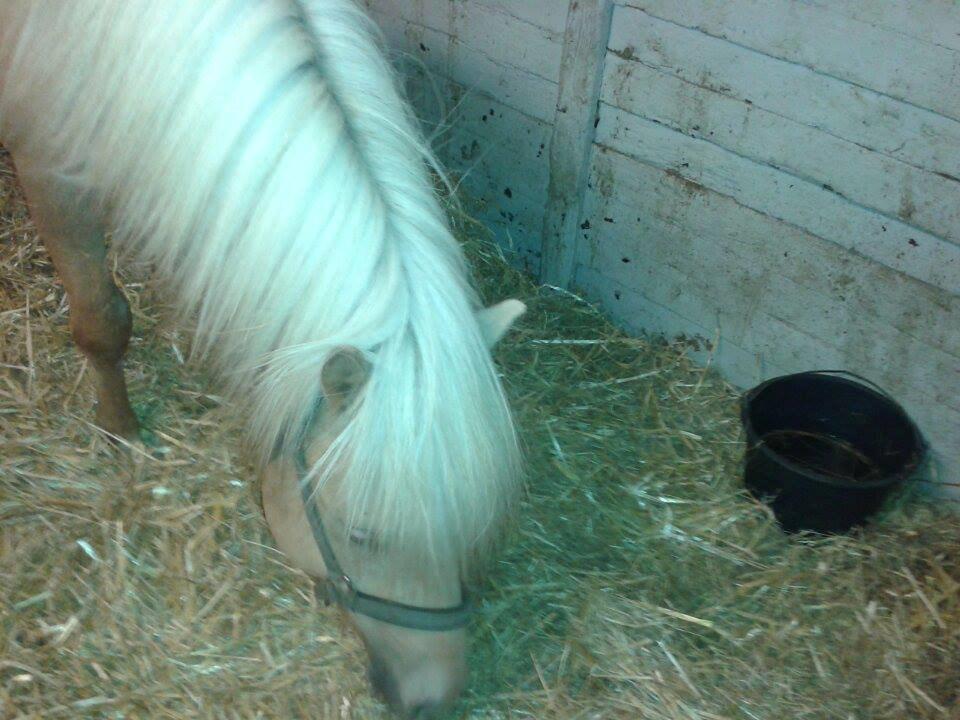 Islænder dagfari fra tøndborg - ny kastreret. han var klaphingst og skulle i fuld narkose. stakkels hyp billede 28