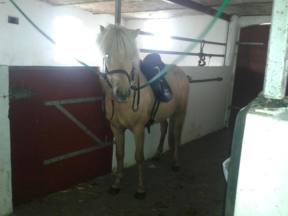 Islænder dagfari fra tøndborg - første gang med sadel billede 29