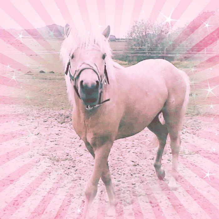 Islænder dagfari fra tøndborg billede 30