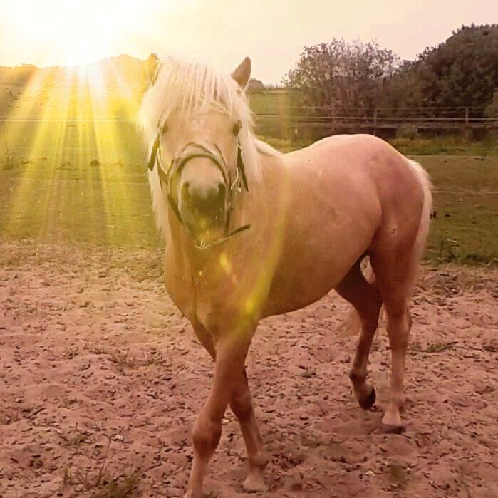 Islænder dagfari fra tøndborg billede 31