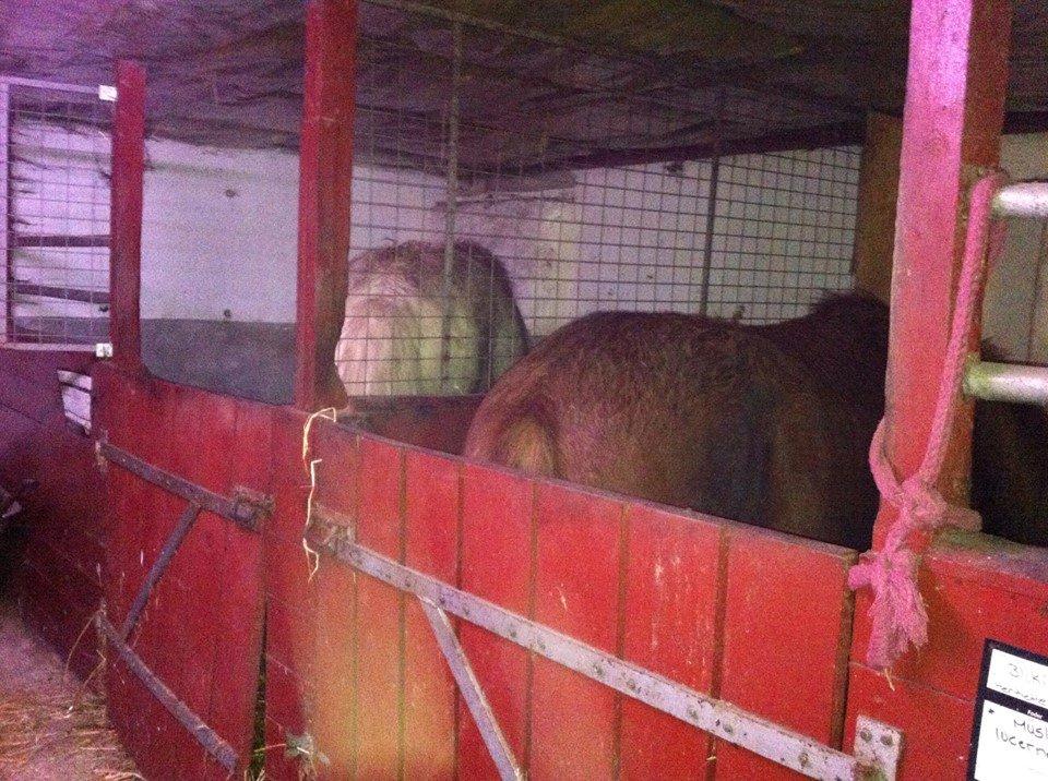 Islænder dagfari fra tøndborg - fotogen????
 billede 32