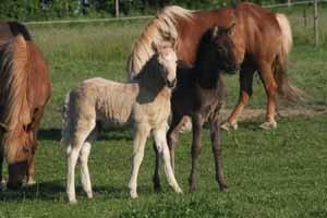Islænder dagfari fra tøndborg billede 33