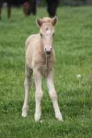 Islænder dagfari fra tøndborg billede 34