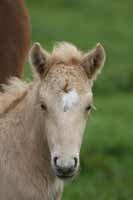 Islænder dagfari fra tøndborg billede 35