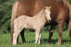 Islænder dagfari fra tøndborg billede 36