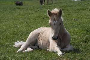 Islænder dagfari fra tøndborg billede 37