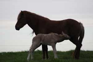 Islænder dagfari fra tøndborg billede 38