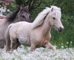 Islænder dagfari fra tøndborg billede 39