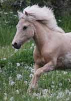 Islænder dagfari fra tøndborg billede 40