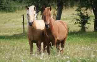Islænder dagfari fra tøndborg billede 41