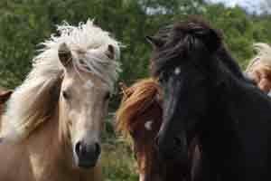 Islænder dagfari fra tøndborg billede 42