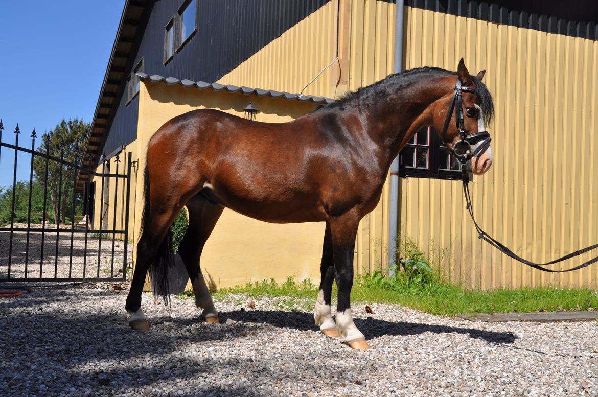Welsh Pony (sec B) Lukas billede 9