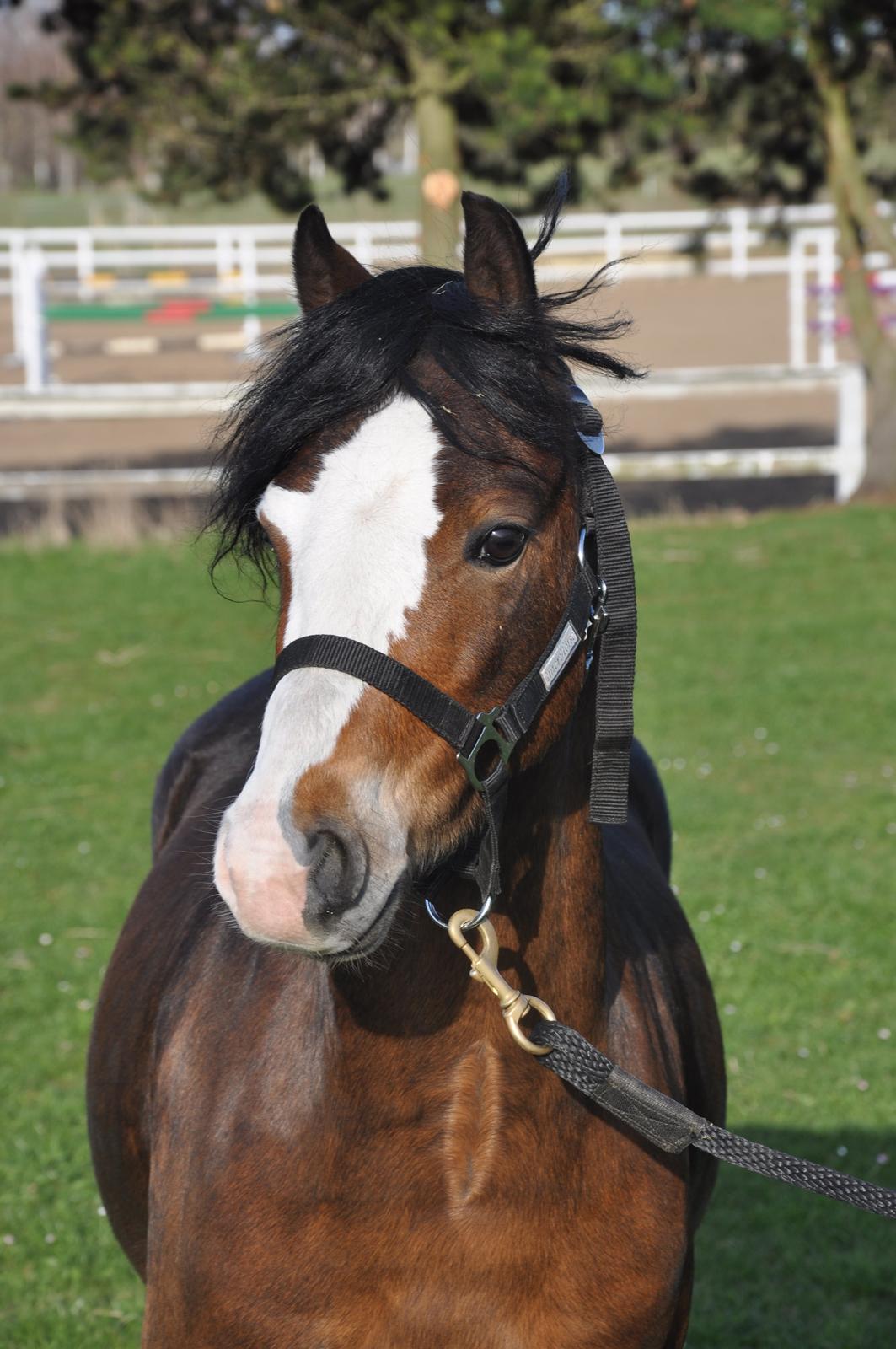 Welsh Pony (sec B) Lukas billede 11