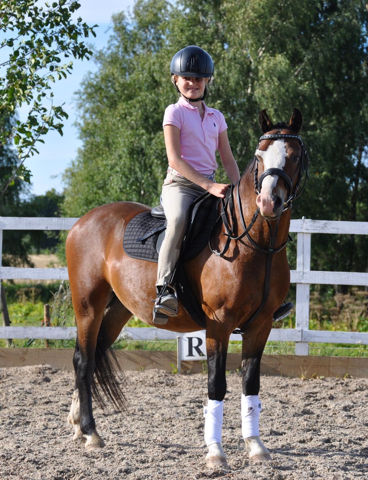 Welsh Pony (sec B) Lukas billede 13