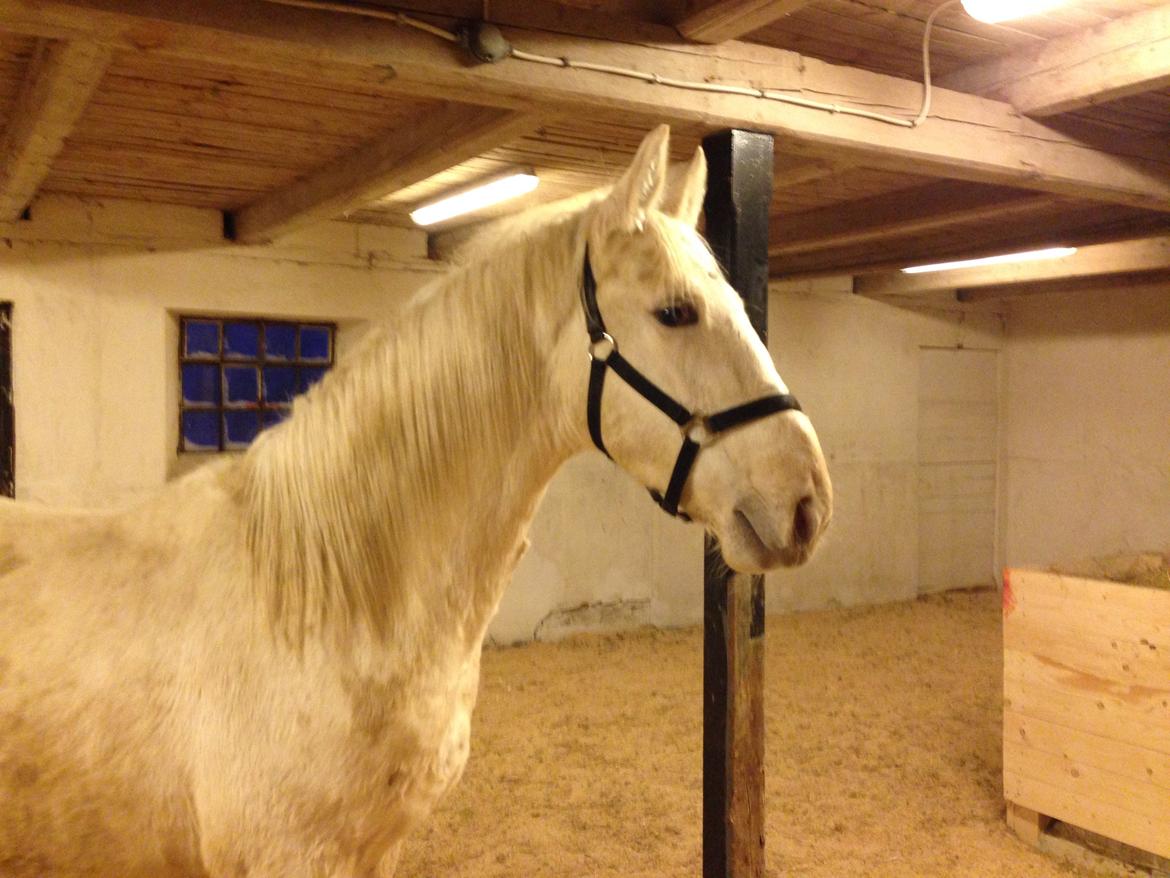 Palomino Sun Dancer billede 8