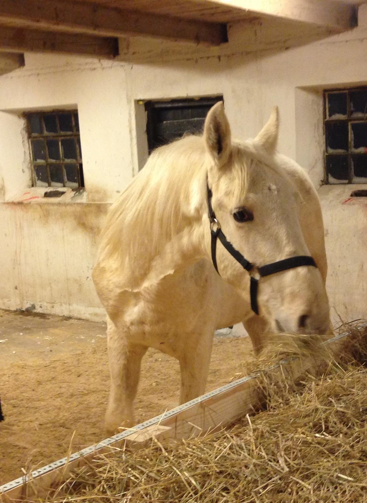 Palomino Sun Dancer billede 10