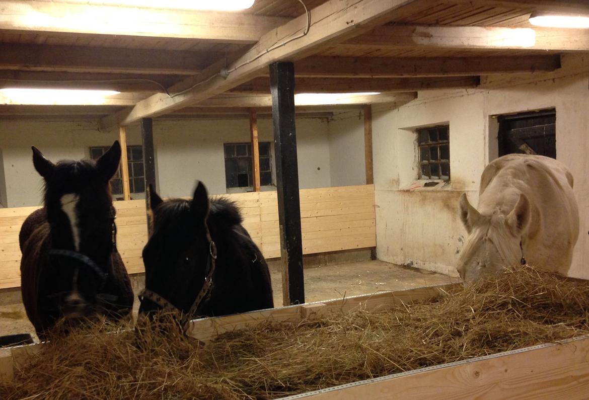 Palomino Sun Dancer billede 13