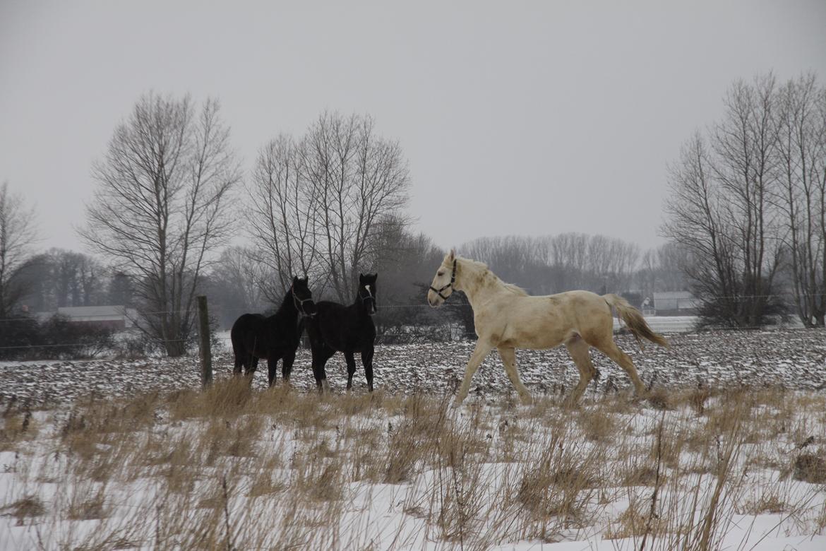Palomino Sun Dancer billede 20