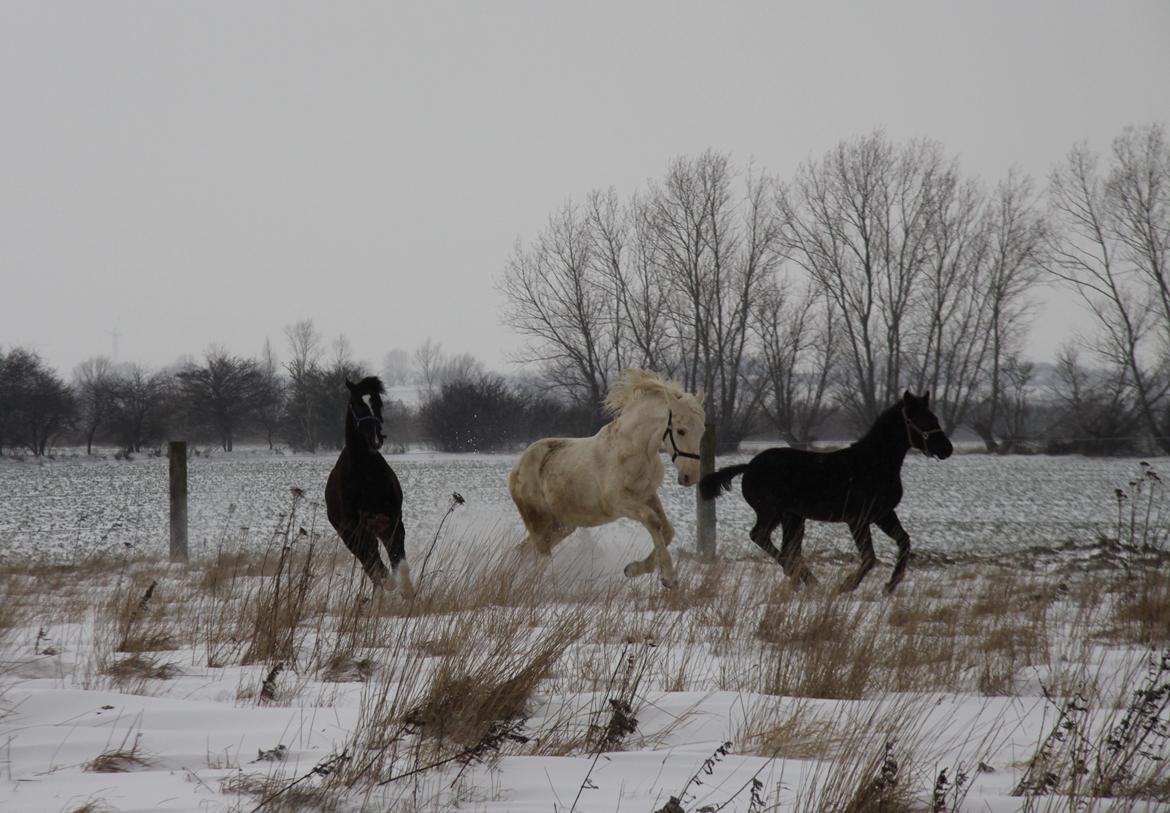 Palomino Sun Dancer billede 14