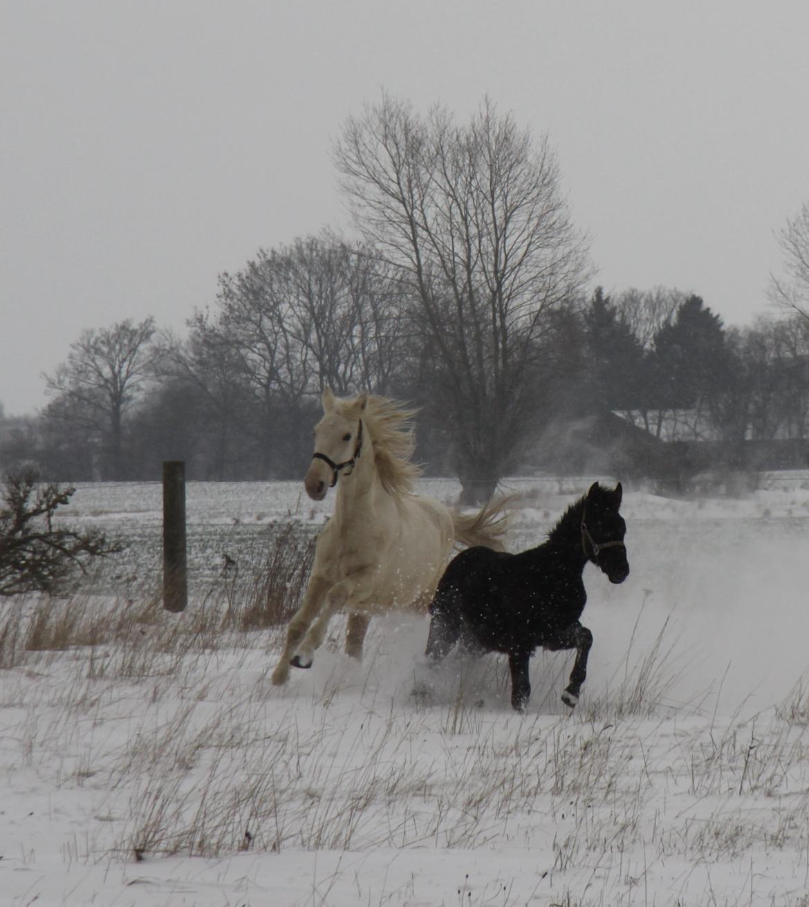 Palomino Sun Dancer billede 9