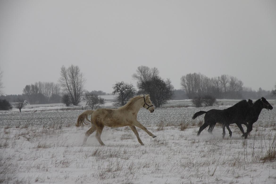 Palomino Sun Dancer billede 15