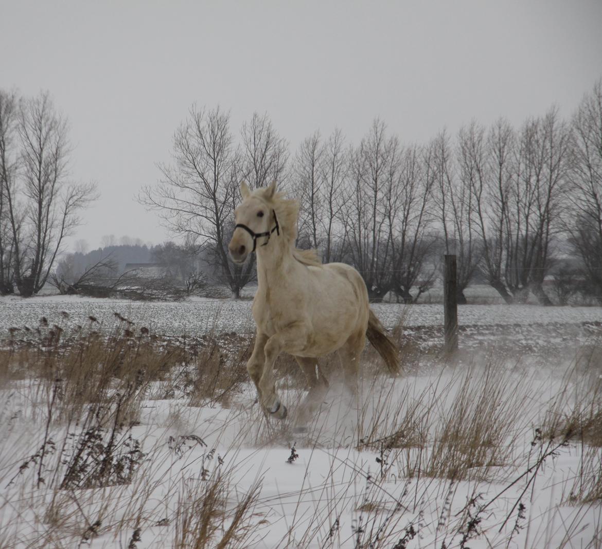 Palomino Sun Dancer billede 16