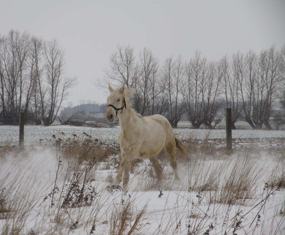 Palomino Sun Dancer billede 18