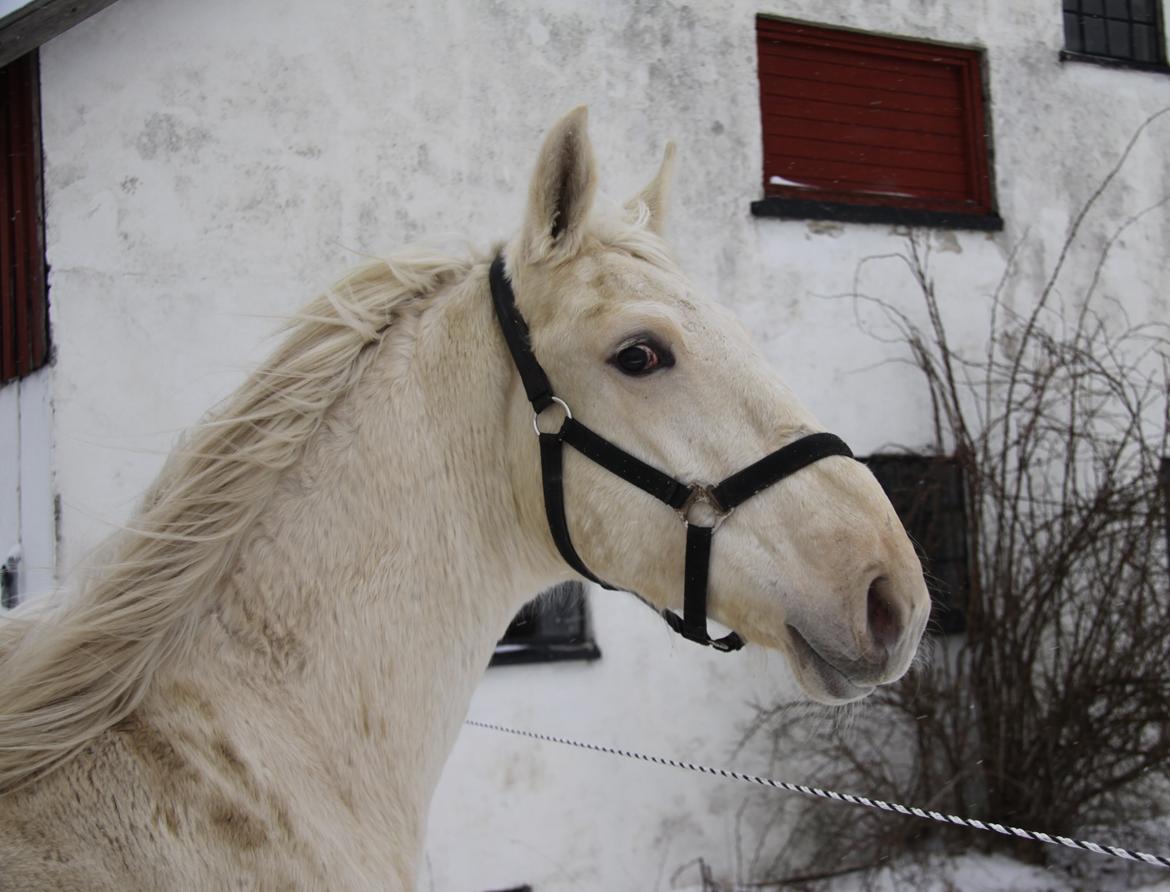 Palomino Sun Dancer billede 7