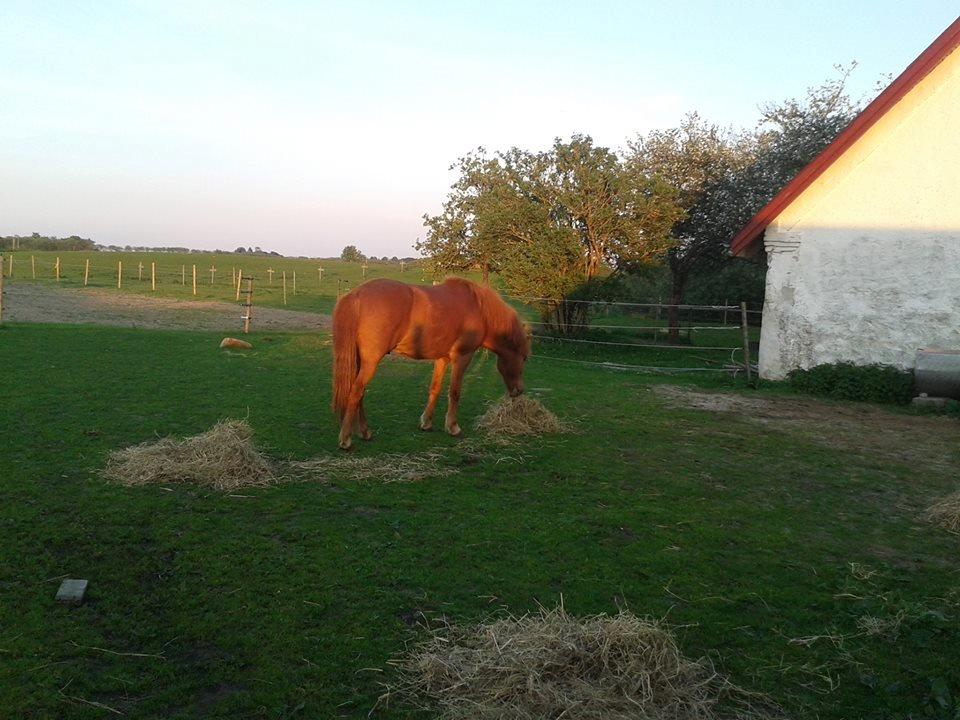 Islænder Depill fra tøndborg billede 15