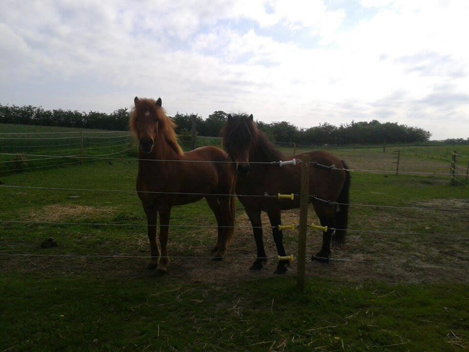 Islænder Depill fra tøndborg billede 16
