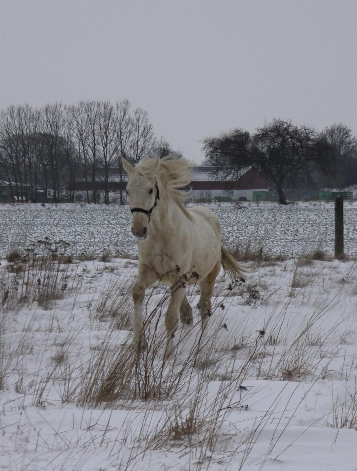 Palomino Sun Dancer billede 21