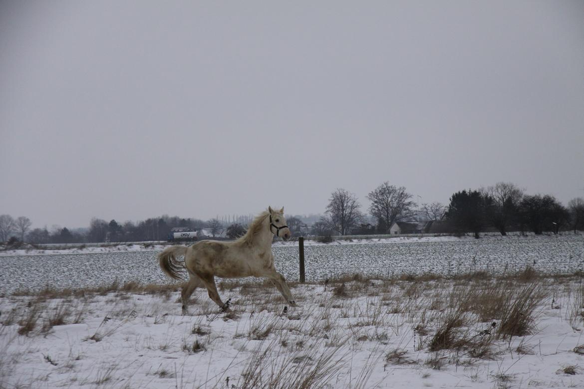 Palomino Sun Dancer billede 22