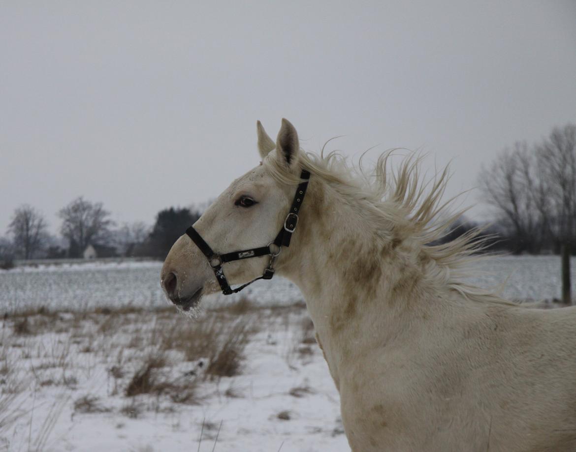 Palomino Sun Dancer billede 23