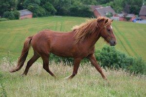 Islænder Depill fra tøndborg billede 20