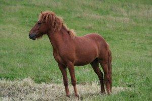 Islænder Depill fra tøndborg billede 21