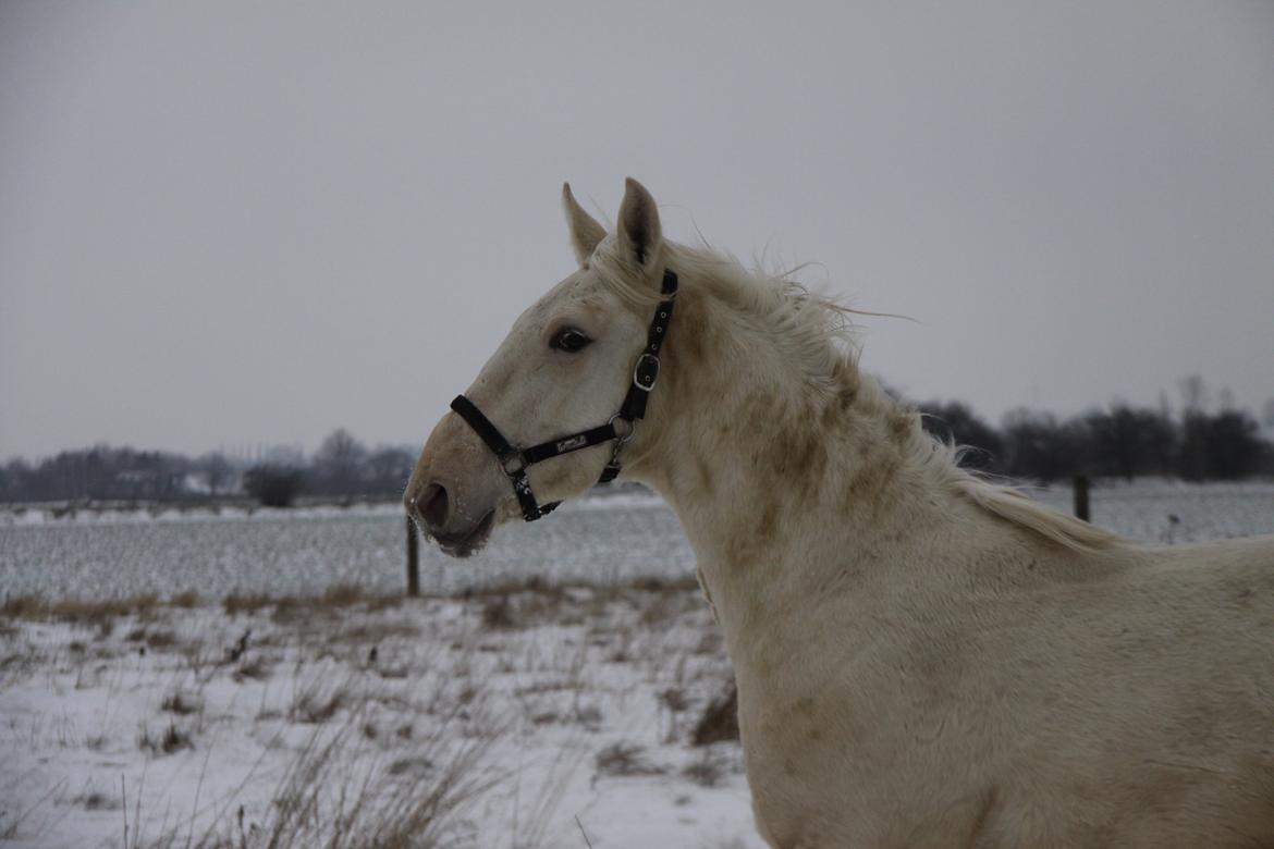 Palomino Sun Dancer billede 24