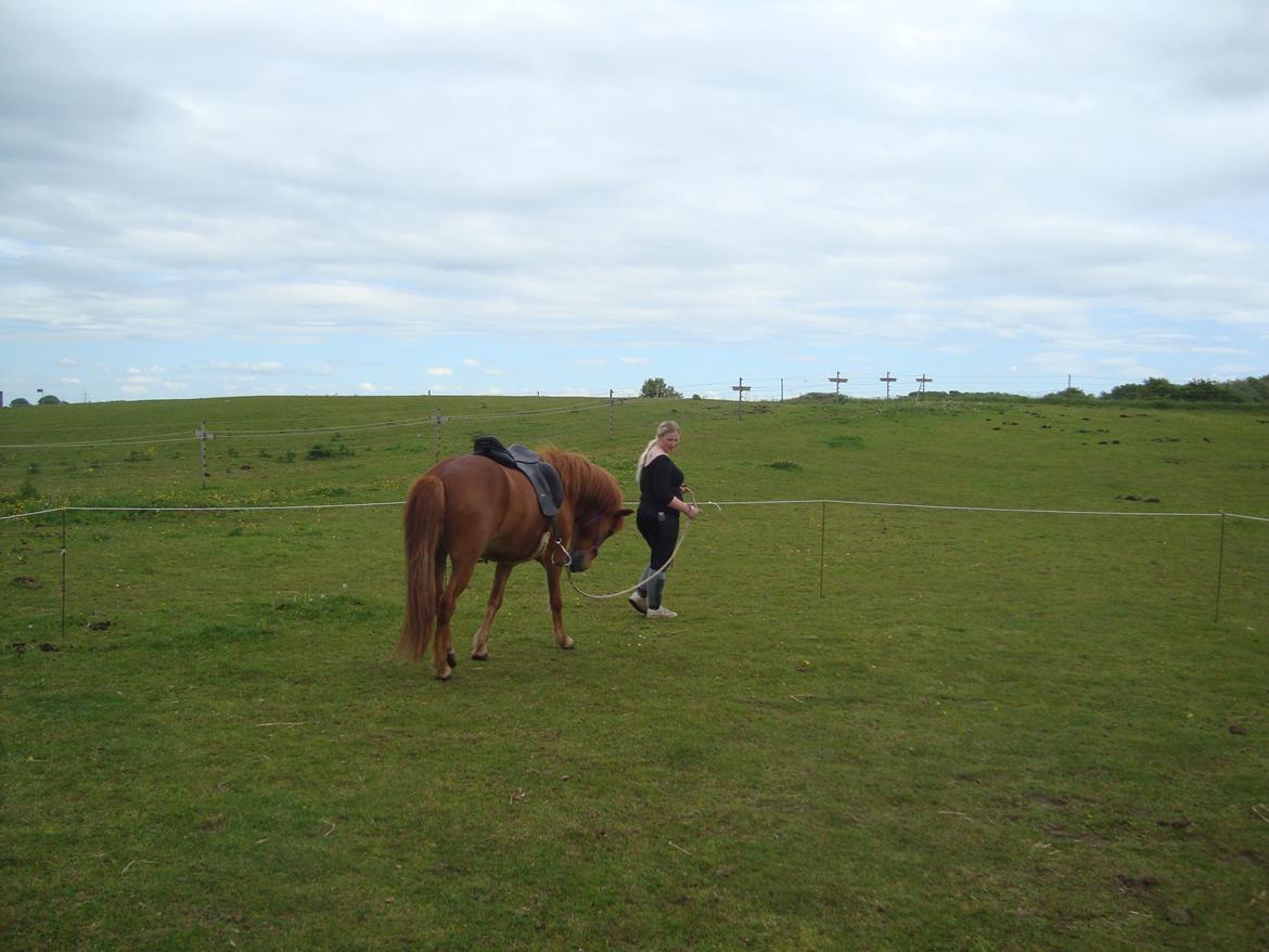 Islænder Depill fra tøndborg billede 22