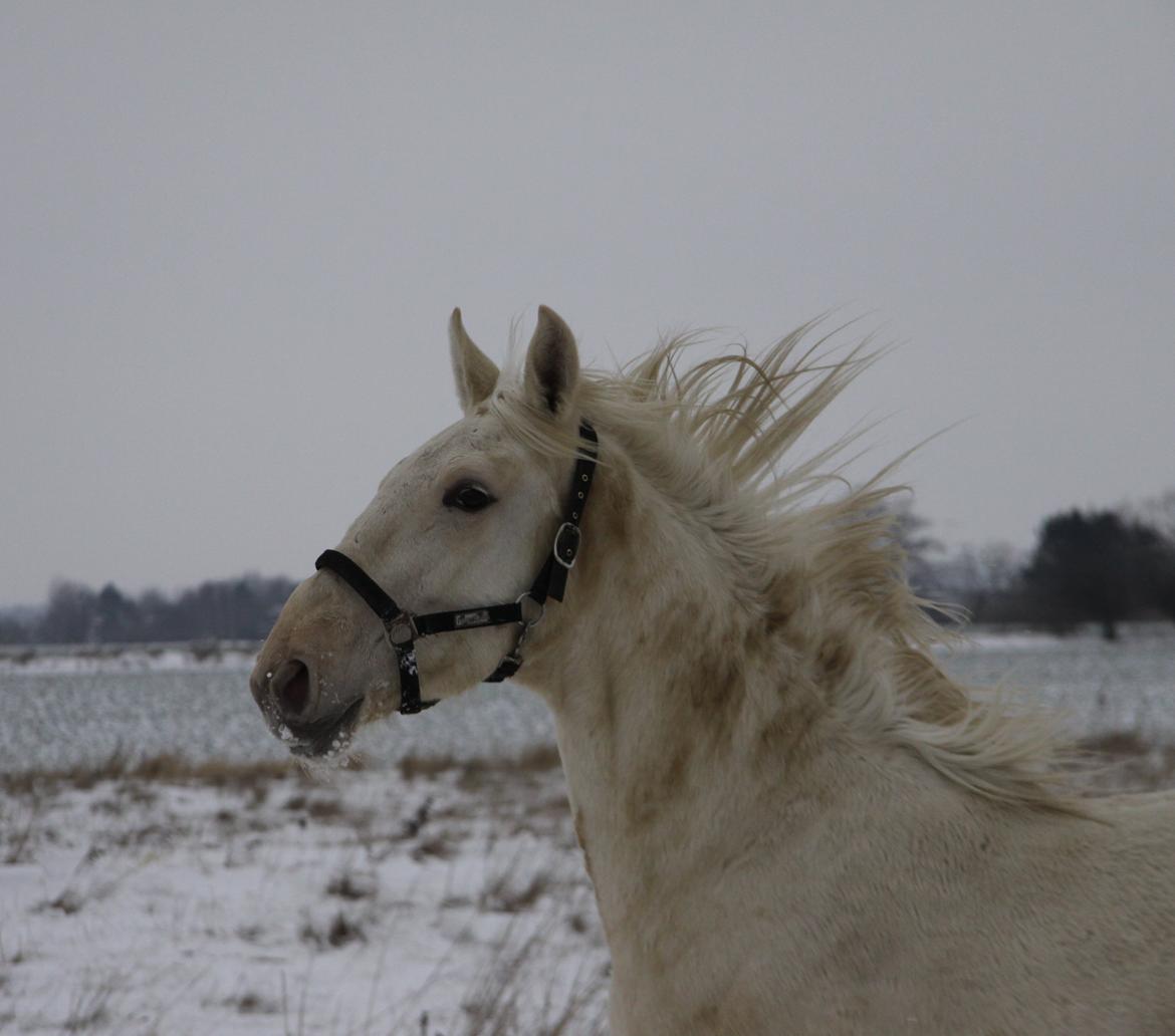 Palomino Sun Dancer billede 3