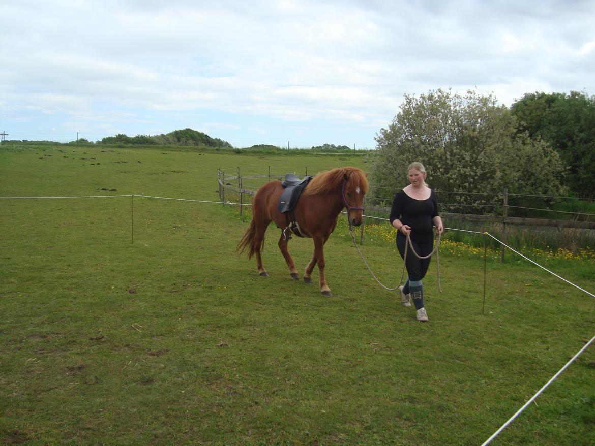 Islænder Depill fra tøndborg billede 23