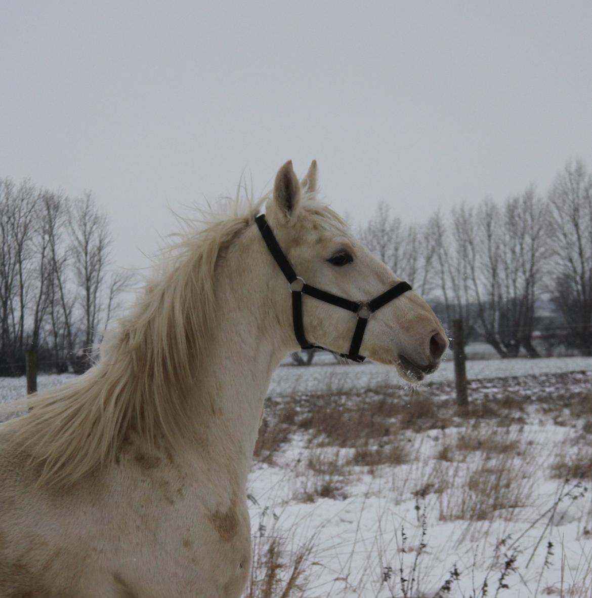 Palomino Sun Dancer billede 26