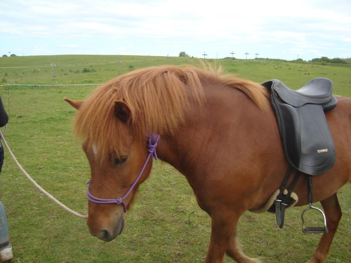 Islænder Depill fra tøndborg billede 24