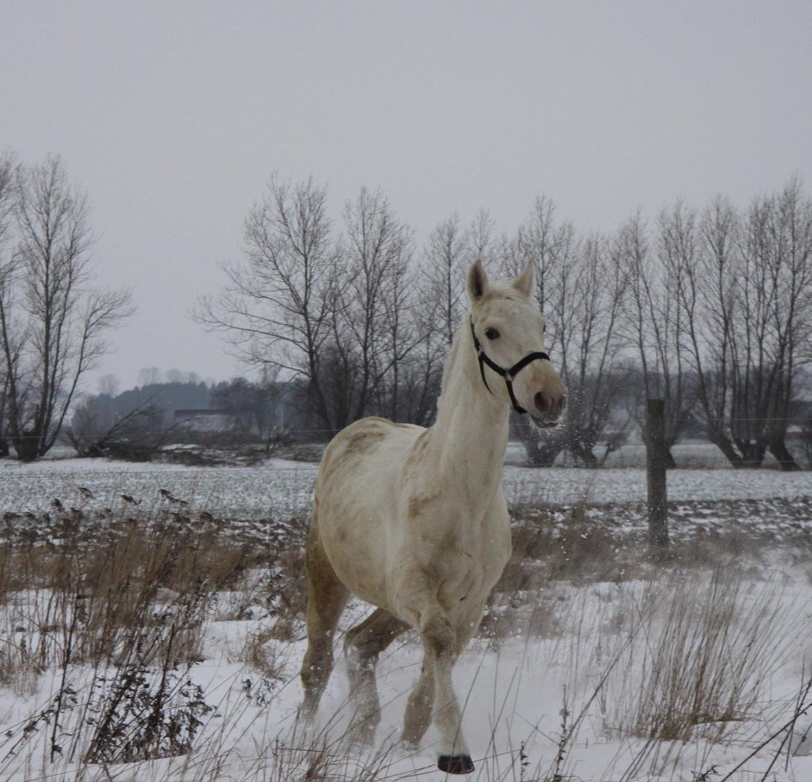 Palomino Sun Dancer billede 11