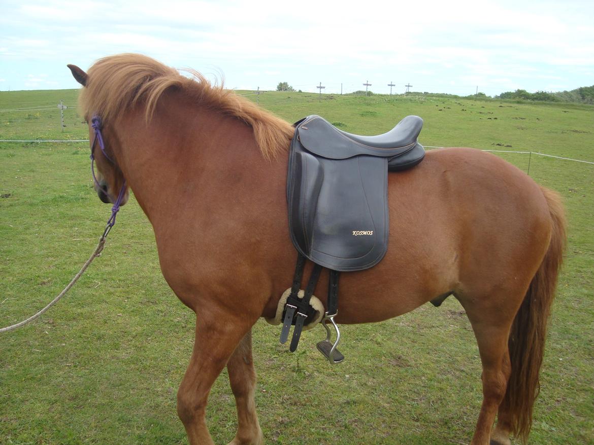 Islænder Depill fra tøndborg billede 25