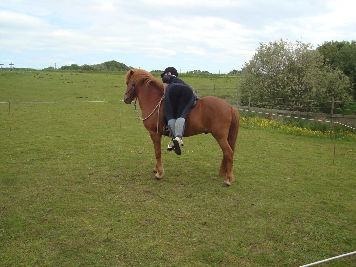 Islænder Depill fra tøndborg billede 26