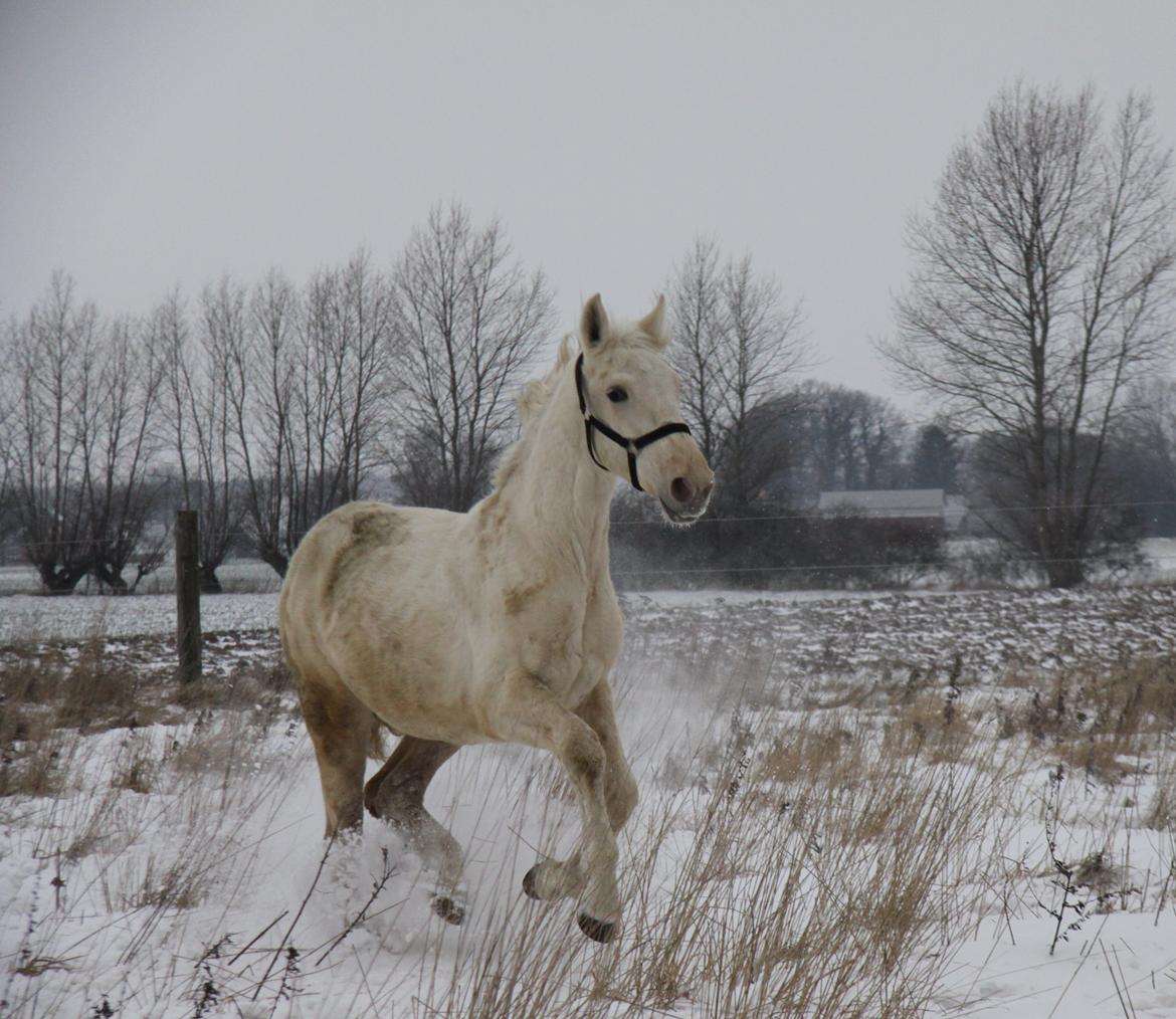 Palomino Sun Dancer billede 17